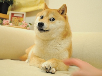 The original Doge meme
